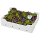 Wildkräutersalat Italien - 500 g Kiste