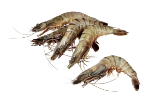Y MQ Black Tiger Gambas 6/8 - 1kg