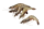 Y MQ Black Tiger Gambas 6/8 - 1kg