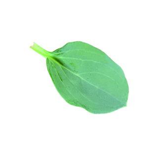 Oyster Leaves - Niederlande - 50 g
