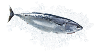 Bonito / Tombarello - 1 kg