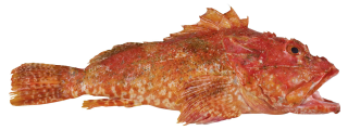 Drachenkopf frisch - 1 kg