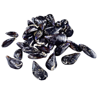 Miesmuscheln Cozza frisch - 1 kg