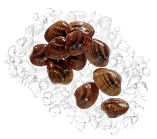 Venusmuschel Braun - Fasolare frisch - 1 kg