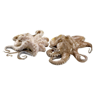 Pulpo frisch - 1,00 kg