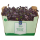 METRO Chef BIO Radieschen Kresse - Deutschland - 40 g Schachtel