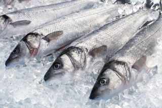 Wolfsbarsch ausgenommen mit Kopf frisch - 1 kg