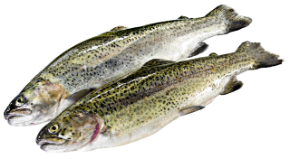 BIO Forelle aus dt. Edelzucht amK - 1,00 kg
