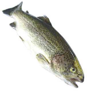 Forelle amK frisch, gekühlt - 1,00 kg