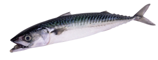 Makrelen - 300 g