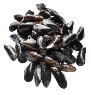 Miesmuscheln Super frisch - 5,00 kg Packung