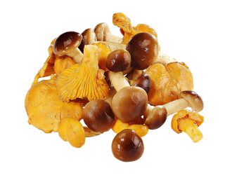 Golden Mushroom Pfifferlinge/Stockschwämmchen gemischt tiefgefroren - 1,00 kg Packung