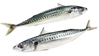 Makrelen - 1,00 kg