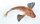 Knurrhahn frisch - 1 kg