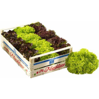 Salat Mix Deutschland Kiste