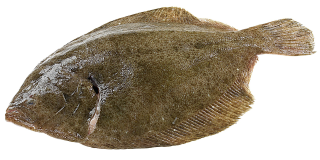 Glattbutt ausgenommen mit Kopf frisch - 1,00 kg