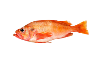 Rotbarschfilet frisch - 1,00 kg