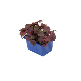 Shiso Purple Kresse - Niederlande - 2,4 kg Kiste