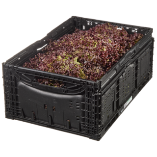 Salat Lollo Rosso lose 9er Kiste