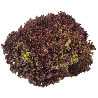 Salat Lollo Rosso lose 9er Kiste