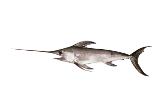 Schwertfisch amK frisch - 1 kg