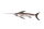 Schwertfisch amK frisch - 1 kg