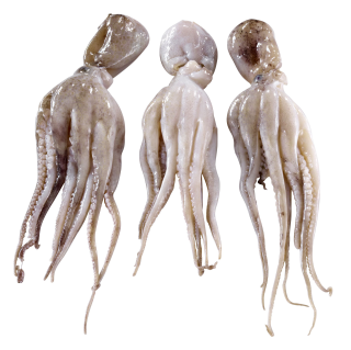 Puplo Moscardini frisch - 1,00 kg