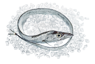 Degenfisch / Sciabola Pesce  ausgenommen mit Kopf frisch...