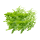 Rucola Salat 1kg gebündelt