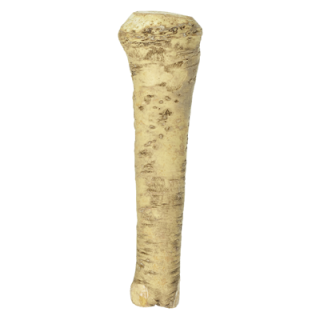 Meerrettich gepackt - Ungarn - 2,1 kg Kilogramm