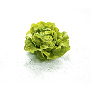 Kopfsalat Deutschland - 300 g Stück