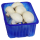 Champignon Weiß Polen - 400 g Schachtel