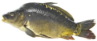 SCC Spiegelkarpfen amK - 1,00 kg
