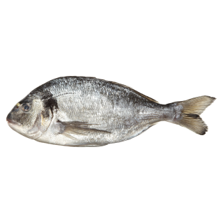 Dorade Royal Rund frisch - 1 kg