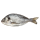 Dorade Royal Rund frisch - 1 kg