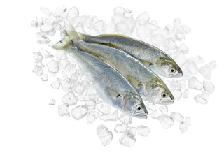 Blaufisch Rund frisch - 1,00 kg