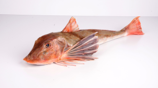 Knurrhahn ausgenommen mit Kopf gekühlt - 1,00 kg