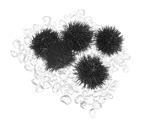 Seeigel - 1,00 kg