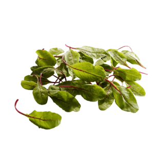 Baby Mangold rot 500g