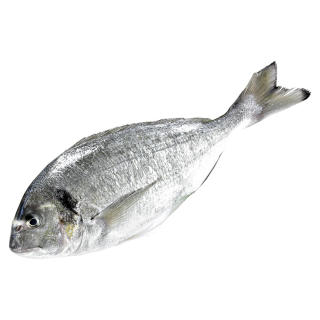 SSC Dorade Royal gekühlt, frisch - 1,00 kg