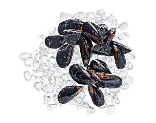 Miesmuscheln frisch - 1,00 kg