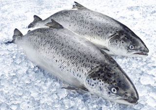 METRO Chef Bömlo Lachs ausgenommen mit Kopf...