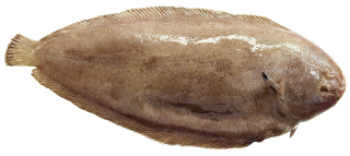 Seezunge ausgenommen mit Kopf frisch - 1 kg