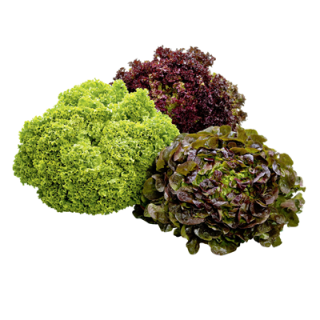 Salat Lollo Rosso Deutschland - 9 x 220 g Stücke