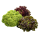 Salat Lollo Rosso Deutschland - 9 x 220 g Stücke