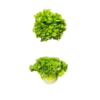Eichblattsalat Grün gepackt Frankreich - 250 g Stück