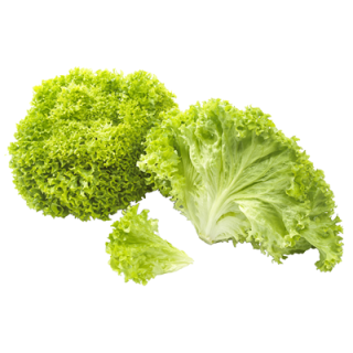 Salat Lollo Bionda Deutschland - 9 x 250 g Stücke