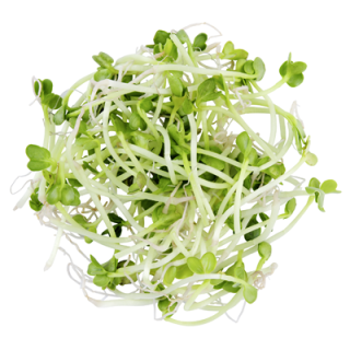 METRO Chef Radieschen Sprossen, küchenfertig - 500 g...
