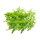 Rucola ungebündelt 1 kg Kiste