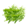 METRO Chef BIO Rucola Italien - 300 g Schachtel